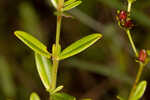 Roundpod St. Johnswort